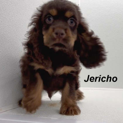 puppy, for, sale, Cocker Spaniel, Joe & Cherri  Overlease, dog, breeder, Miller, MO, dog-breeder, puppy-for-sale, forsale, nearby, find, puppyfind, locator, puppylocator, aca
